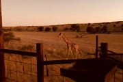 Giraffe at Urikaruus camp